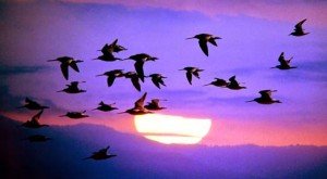 اعرفيه اولا حياة اكس لارج